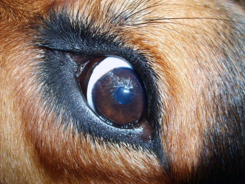 Dog Eye with Cataracts Dog Eye with Cataracts